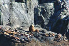 Bull Seal and Friends in the Inian Islands