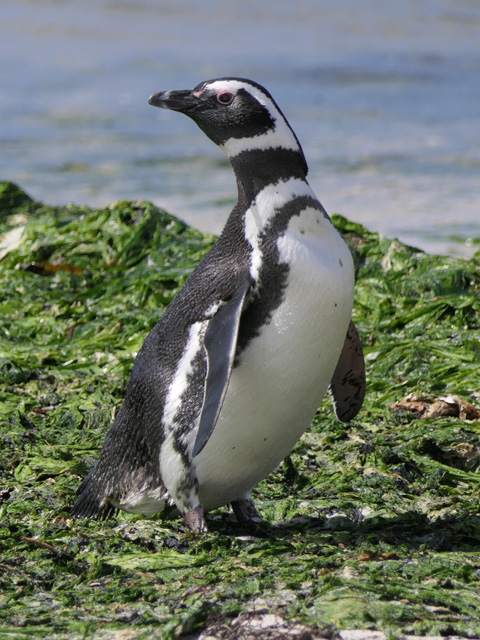 Magellanic Penguin, New Island, Falklands