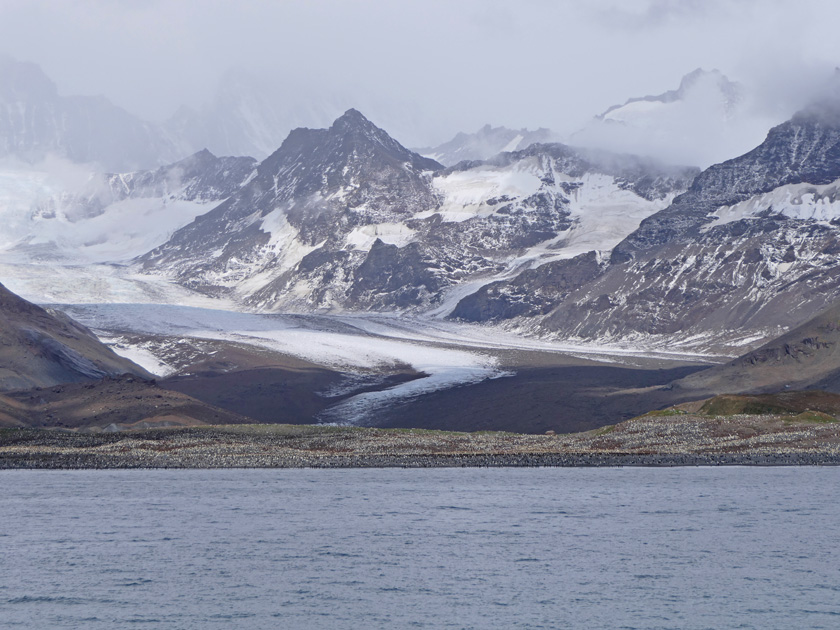 King Penguin Colony, St. Andrew's Bay