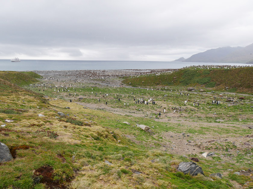 King Penguin Colony, St. Andrew's Bay, South Georgia Island