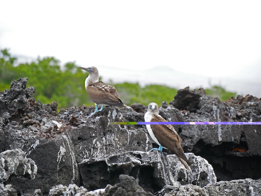 Blue-Footed Boobies at Black Turtle Cove, Santa Cruz Island