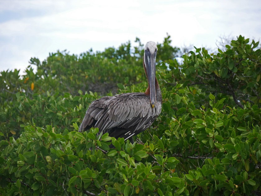 Brown Pelican at Black Turtle Cove, Santa Cruz Island Brown Pelican at Black Turtle Cove, Santa Cruz Island