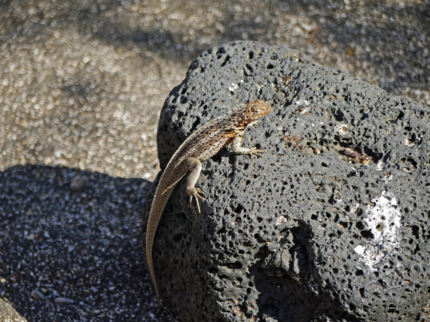 Lava Lizard on Puerto Egas, Santiago Island Lava Lizard on Puerto Egas, Santiago Island