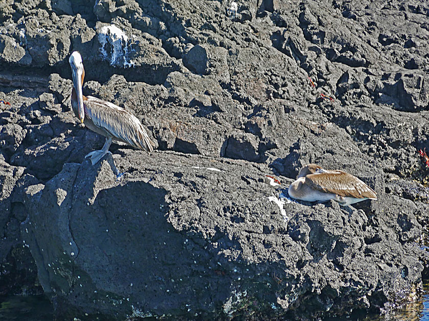 Brown Pelicans on Puerto Egas, Santiago Island Brown Pelicans on Puerto Egas, Santiago Island