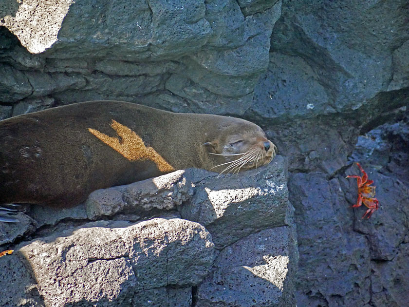 Sea Lion on Rocks, Puerto Egas, Santiago Island Sea Lion on Rocks, Puerto Egas, Santiago Island