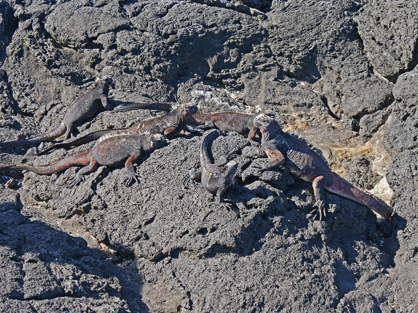 Marine Iguanas on Puerto Egas, Santiago Island Marine Iguanas on Puerto Egas, Santiago Island
