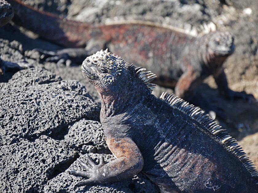 Marine Iguanas on Puerto Egas, Santiago Island Marine Iguanas on Puerto Egas, Santiago Island