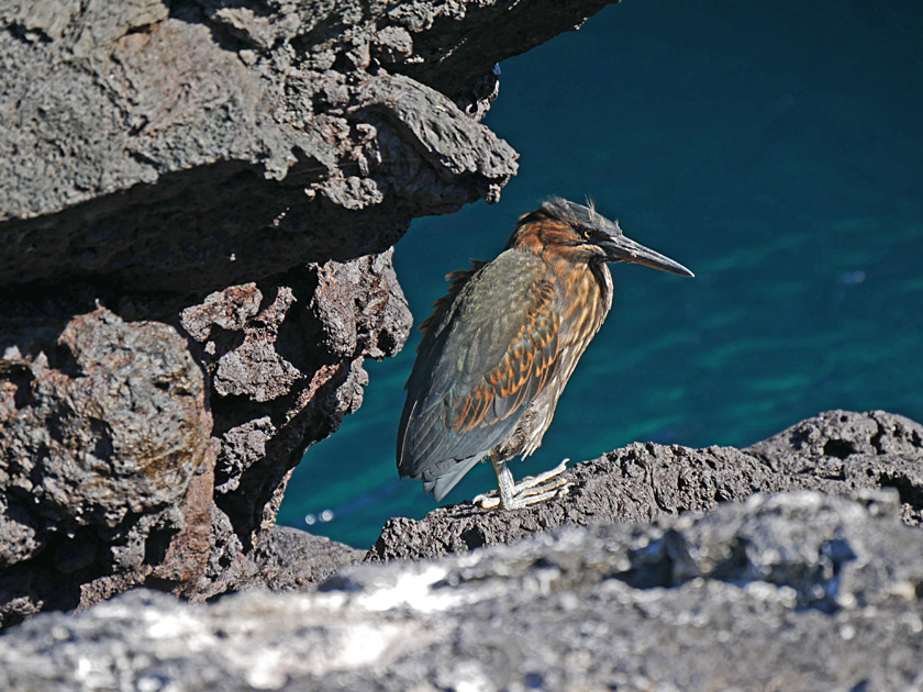Striated Heron on Puerto Egas, Santiago Island Striated Heron on Puerto Egas, Santiago Island