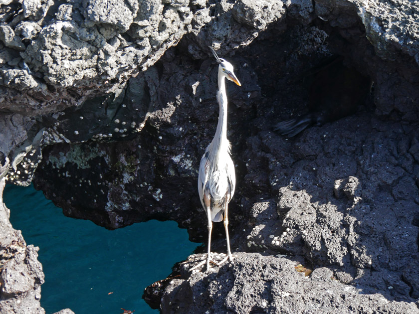 Great Blue Heron on Puerto Egas, Santiago Island Great Blue Heron on Puerto Egas, Santiago Island