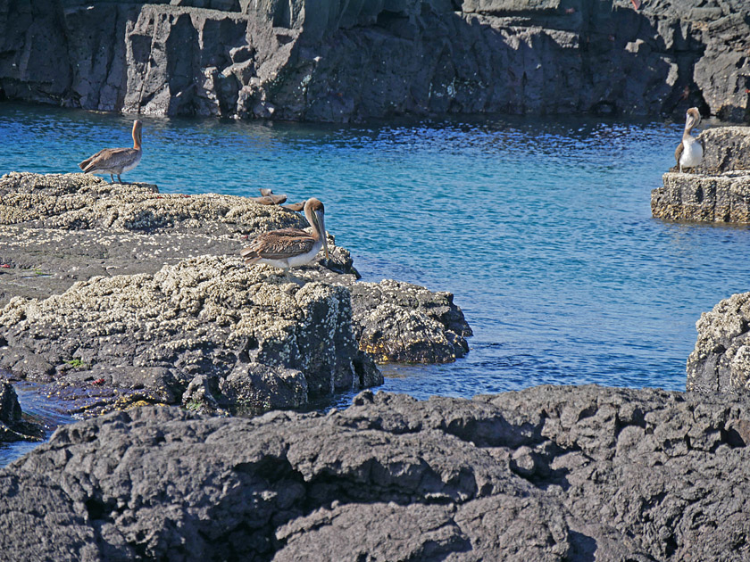Brown Pelicans on Puerto Egas, Santiago Island Brown Pelicans on Puerto Egas, Santiago Island