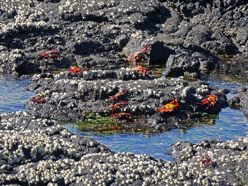 Sally Lightfoot Crabs, Puerto Egas, Santiago Island Sally Lightfoot Crabs, Puerto Egas, Santiago Island
