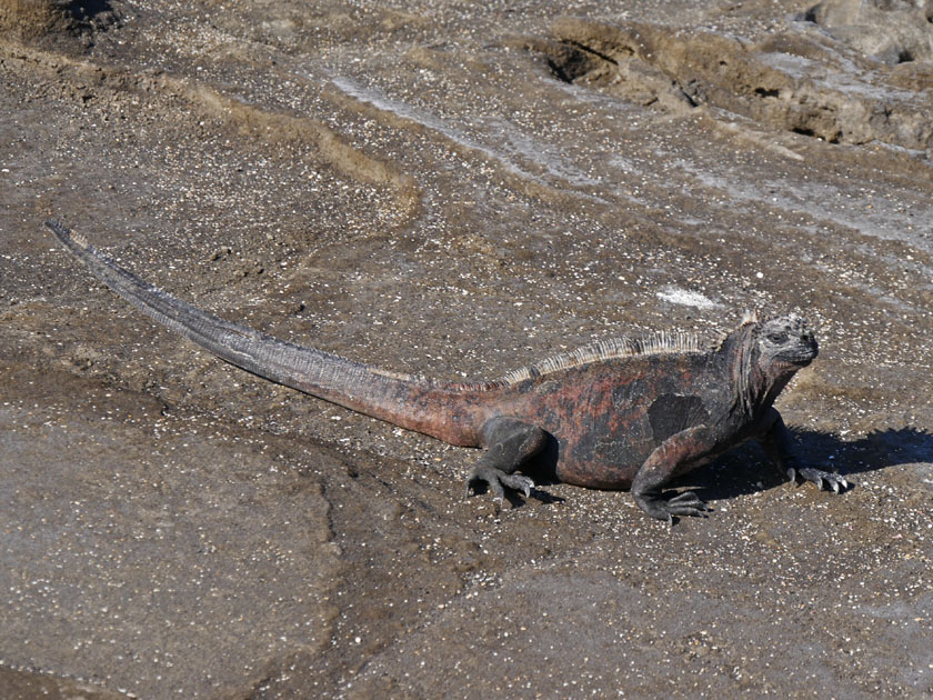 Marine Iguana on Puerto Egas, Santiago Island Marine Iguana on Puerto Egas, Santiago Island