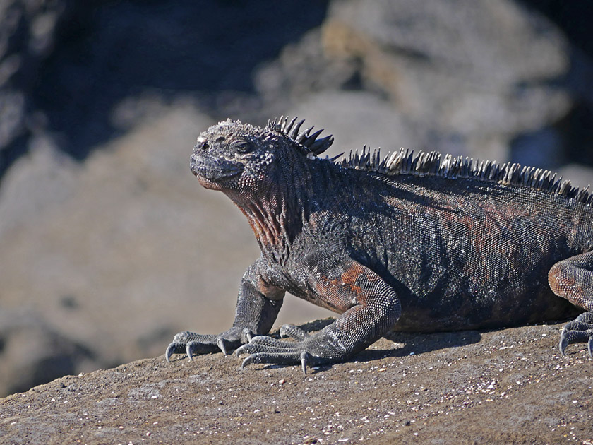 Marine Iguana on Puerto Egas, Santiago Island Marine Iguana on Puerto Egas, Santiago Island