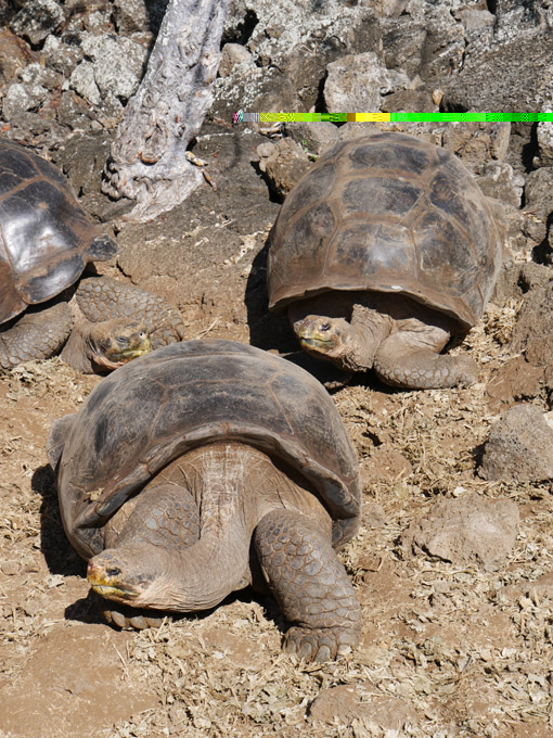 Giant Tortoises, Darwin Research Station, Santa Cruz Island