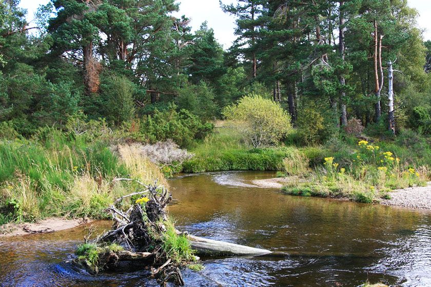 River Leading to Loch Morlich, Cairngorm Mountain