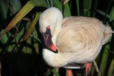 Wading Bird